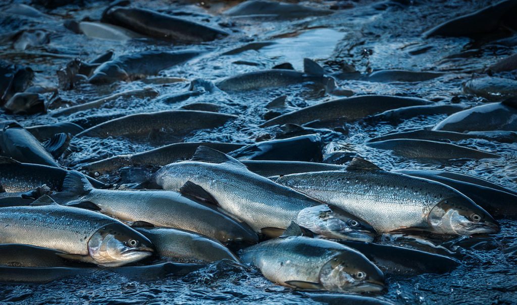 Salmon
